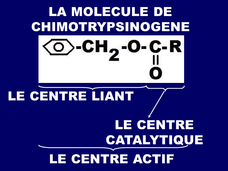 LA MOLECULE DE CHIMOTRYPSINOGENE LE CENTRE LIANT LE CENTRE CATALYTIQUE LE CENTRE ACTIF